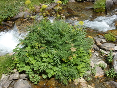 Molopospermum peloponnesiacum