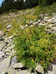 Molopospermum peloponnesiacum