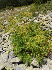Molopospermum peloponnesiacum