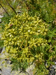Molopospermum peloponnesiacum