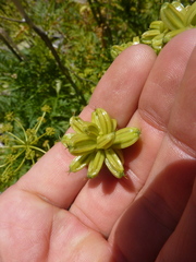 Molopospermum peloponnesiacum