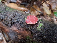 Phillipsia subpurpurea