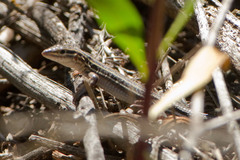 Aspidoscelis hyperythrus beldingi