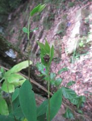 Neoscona menghaiensis