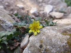 Hyoseris scabra
