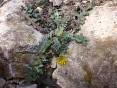 Hyoseris scabra