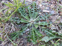 Hyoseris scabra