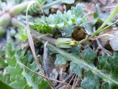 Hyoseris scabra