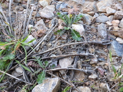 Hyoseris scabra