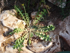 Hyoseris scabra