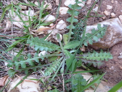 Hyoseris scabra