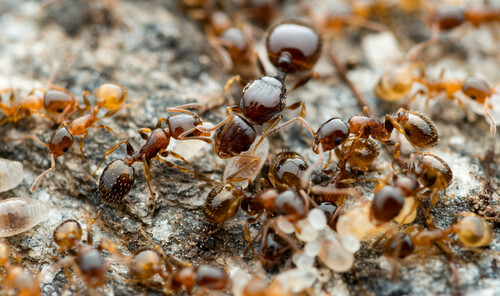 Temnothorax levicepsTemnothorax leviceps
