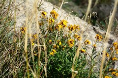 Erysimum × cheiri