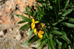 Erysimum × cheiri
