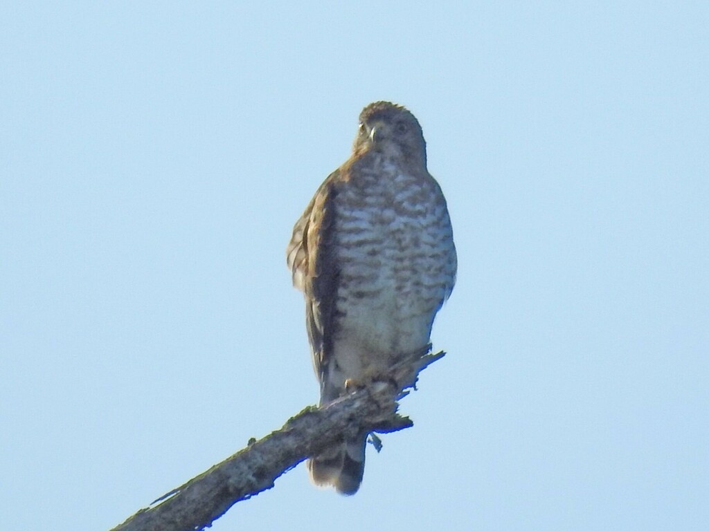 Broad-winged Hawk from Lanark County, ON, Canada on July 19, 2023 at 08 ...