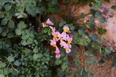 Sarcocapnos enneaphylla