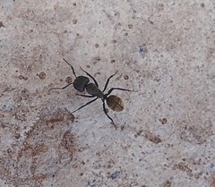 Camponotus postoculatus