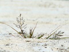Eragrostis amurensis