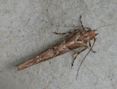 Pyroderces aellotricha