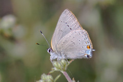 Satyrium sylvinus