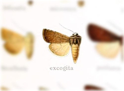 Euxoa excogita photo 3