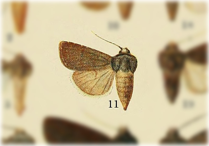 Euxoa excogita