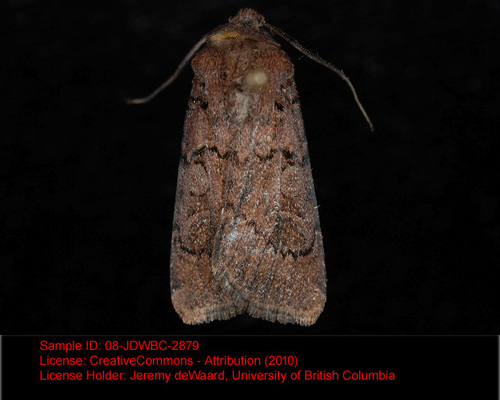 Euxoa excogita photo 2