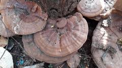 Ganoderma