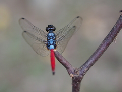 Orthetrum schneideri