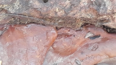 Ganoderma