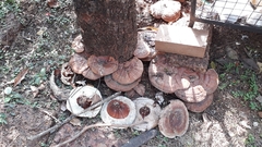 Ganoderma
