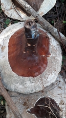 Ganoderma