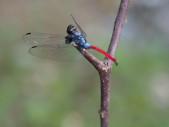 Orthetrum schneideri