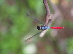 Orthetrum schneideri
