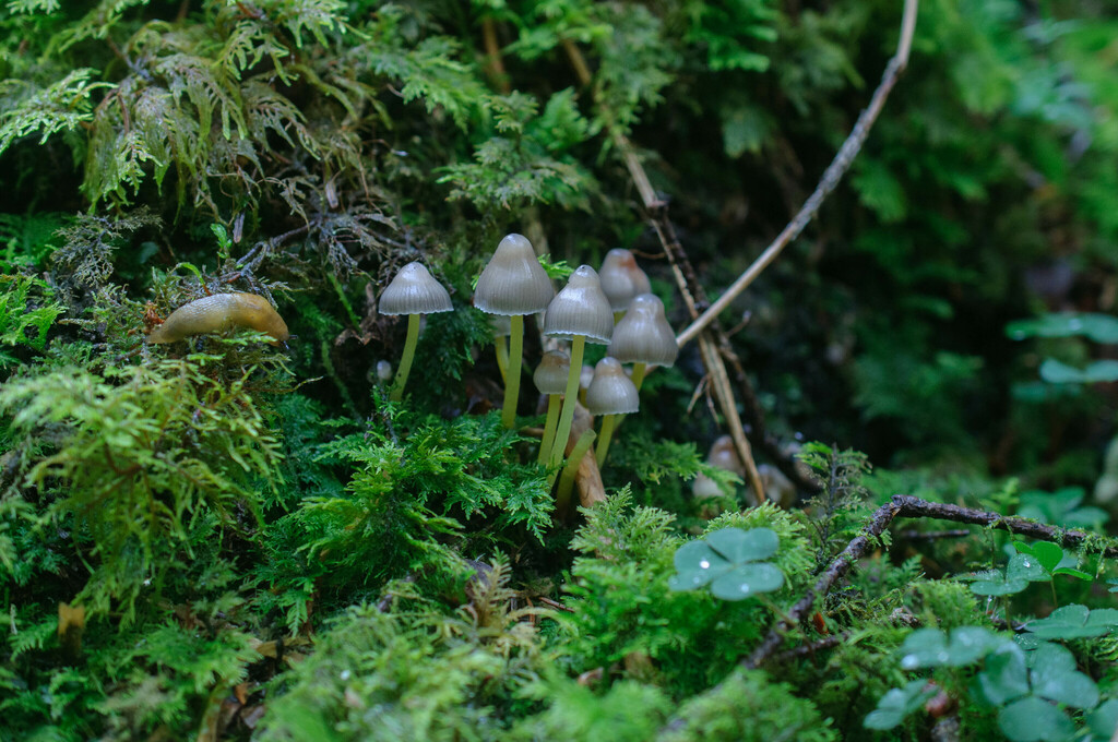 Hygrocyboideae