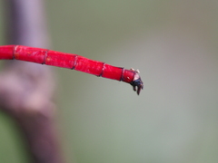 Orthetrum schneideri