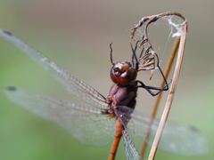 Trithemis lilacina