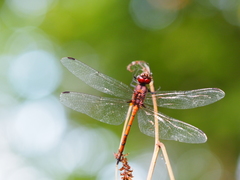 Trithemis lilacina