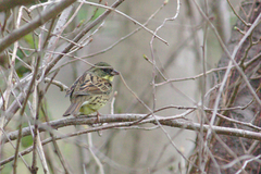 Emberiza personata
