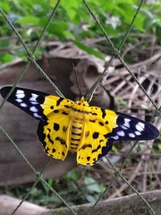 Dysphania subrepleta