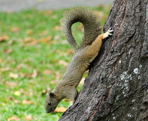 Pallas' Squirrel, photo 7 of 10