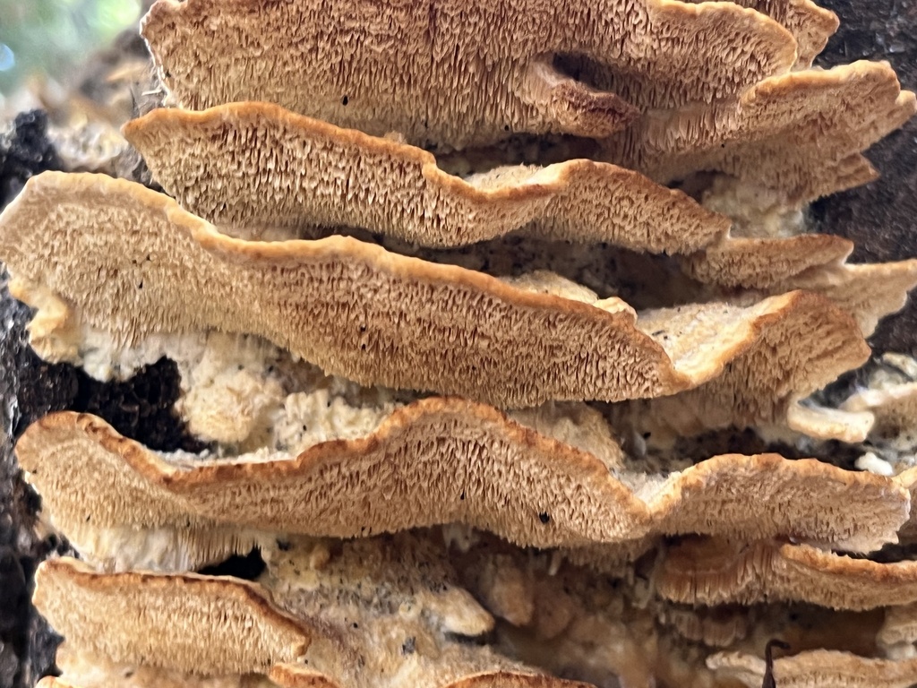 Deercolored Trametes from Doswell, VA, US on November 1, 2023 at 1121