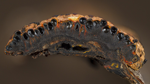Hypoxylon sp.