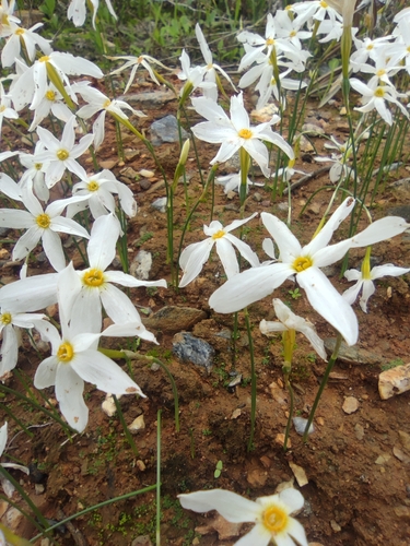 Narcissus serotinus, photograph 4