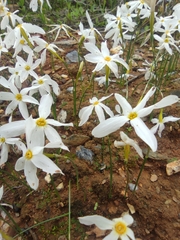 Narcissus serotinus, photograph (c) Santiago Martín-Bravo, some rights reserved (CC BY)