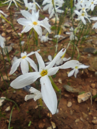 Narcissus serotinus, photograph 5