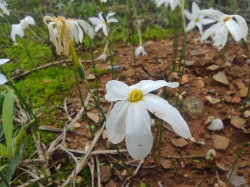 Narcissus serotinus, photograph 6