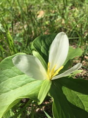 Trillium albidum