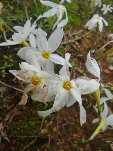 Image of Narcissus serotinus by (c) Santiago Martín-Bravo, some rights reserved (CC BY)