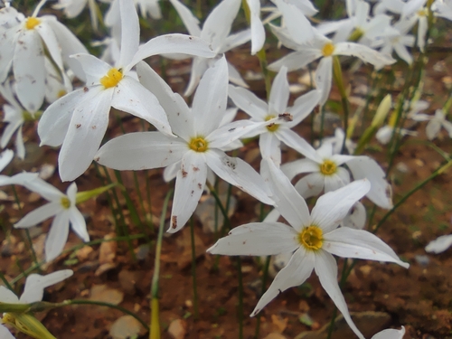 Image of Narcissus serotinus by (c) Santiago Martín-Bravo, some rights reserved (CC BY)